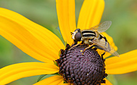 Sun hoverfly (Female, Helophilus trivittatus)